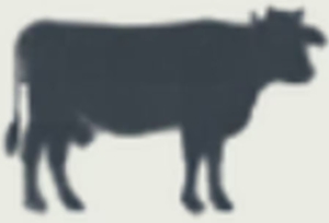 Bovine