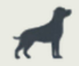 Canine