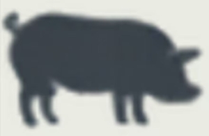 Porcine